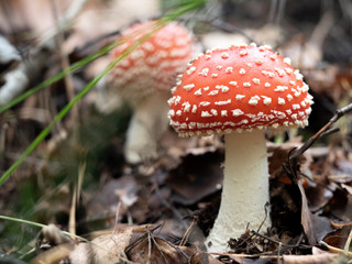 Two Red amanitas, Fly Agaric in a natural environment