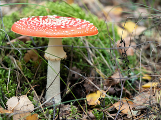 Red amanita, Fly Agaric in a natural environment