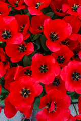 tulips in spring field, macro