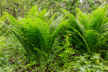 Green fern in a forest