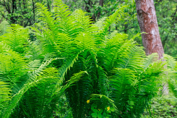 Green fern in a forest