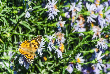 butterfly on a flower in autumn