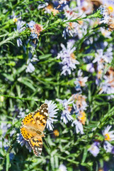 butterfly on a flower in autumn