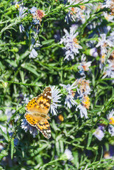 Fototapeta premium butterfly on a flower in autumn