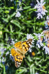 butterfly on a flower in autumn