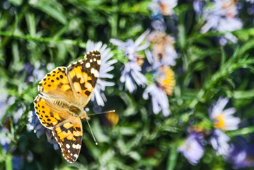 butterfly on a flower in autumn