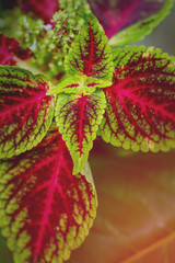  Green and red color leaf in the park 