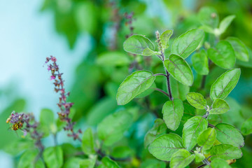 Holy basil Green leaf on holy basil tree
