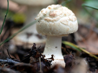 Mushroom, Amanita mappa, False Deathca in a natural environment
