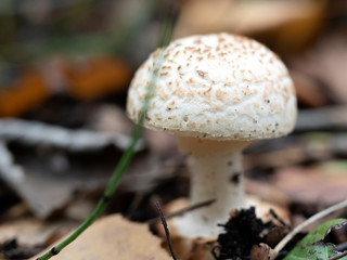 Mushoom, Amanita mappa, False Deathca in a natural environment