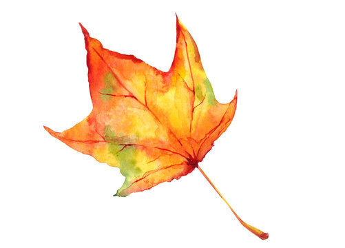 Red maple leaf. Watercolor illustration - autumn leaves