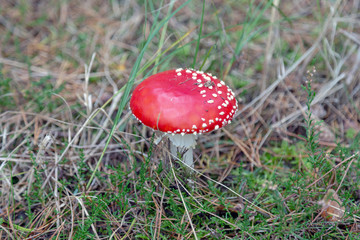closeup of a fly agaric