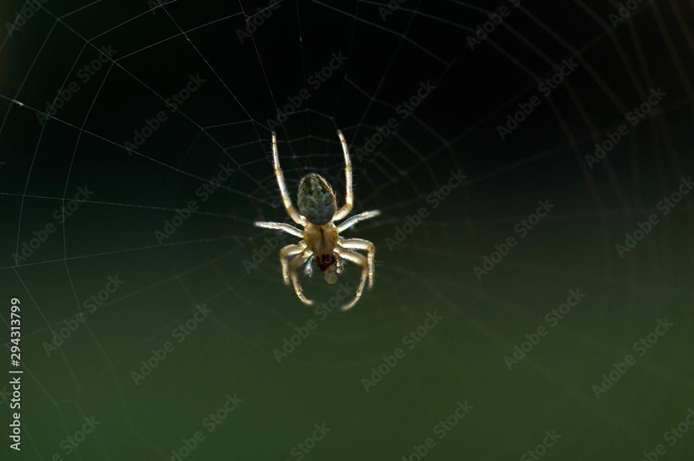 Poster closeup view of spider and web