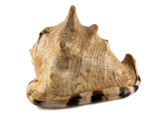 A large empty shell from a crustacean sea dweller