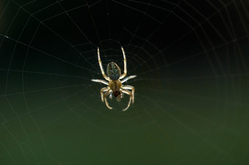 Closeup view of spider and web