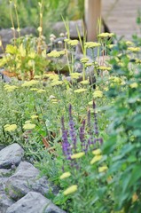 Yellow milfoil and purple sage in garden bed © studio4542