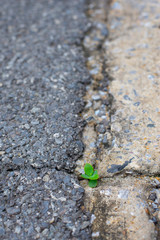 Picture of trees and stone surfaces of a background image with fissures