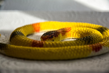 snake, reptile, animal, wildlife, python, nature, white, isolated, serpent, green, black, wild, scale, viper, snakes, dangerous, yellow, head, scales, white background, pet, venomous, skin