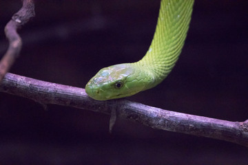 green snake on top of a branch