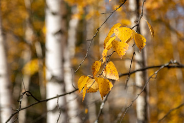 Birch leafs at atumn