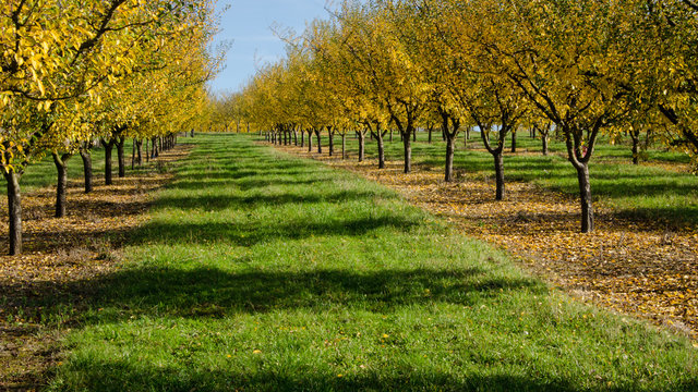 verger d'arbres fruitiers automnal. Mirabelliers automnal.
arbre en automne