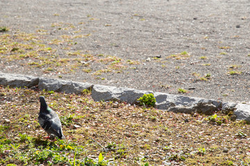 pigeon on grass