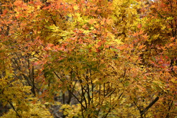 紅葉の背景