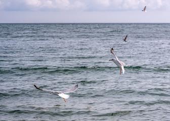 Fototapeta na wymiar Seagulls feeding near the shore.