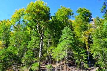 Typical landscape in the forests of Transylvania, Romania. Green landscape in the midsummer, in a sunny day