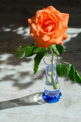One beautiful orange rose in the small glass vase in the sunlight on the wooden floor