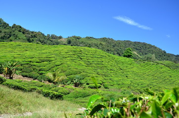 Fototapeta na wymiar The view of the tea fields in Malaysia