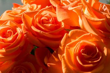 Heads of beautiful orange roses in bloom in the sunlight closeup