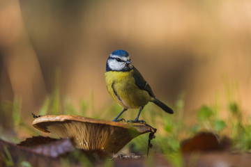 Blue tit
