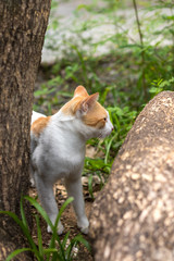 Naklejka na ściany i meble Yellow and white Thai cat near the stump.