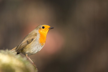 Fototapeta premium passeriforme