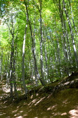 Obraz premium Typical landscape in the forests of Transylvania, Romania. Green landscape in the midsummer, in a sunny day