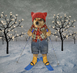 The dog in a knitted hat, a scarf and shorts with ski poles is skiing in the winter Christmas...