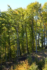 Typical landscape in the forests of Transylvania, Romania. Green landscape in the midsummer, in a sunny day