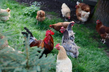 Many hens and one rooster walk on the green grass. Close-up, side view, cropped picture, horizontal. Concept of domestic bird and countryside.