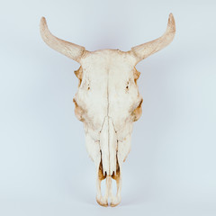 White cow skull isolated on white background