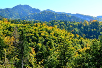 Obraz premium Typical landscape in the forests of Transylvania, Romania. Green landscape in the midsummer, in a sunny day