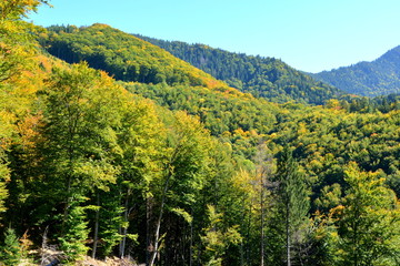 Typical landscape in the forests of Transylvania, Romania. Green landscape in the midsummer, in a sunny day