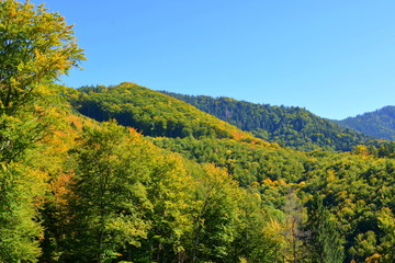 Fototapeta premium Typical landscape in the forests of Transylvania, Romania. Green landscape in the midsummer, in a sunny day