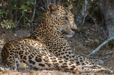 Leopard siting; leopard resting; big male leopard looking for prey; male leopard watching
