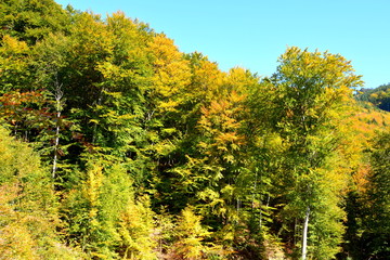 Autumn color and Typical rural landscape in the forests of Transylvania.