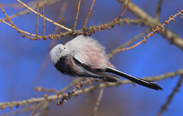 Obraz premium Bird Long-tailed Tit or Long-tailed Bushtit (Aegithalos caudatus) hen gathers food on larch branches