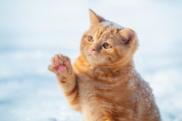 Cat playing with snow. Little ginger kitten with a paw in the air. Playful cat walking outdoors in...