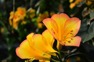 Yellow flowers in the garden