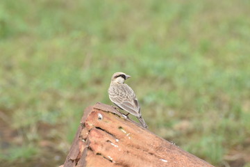 Ashy crowned sparrow lark (Eremoterix griseus) sitting on a rock to sight insects and eat them sighted at Panna National Park, Madhya Pradesh, India, Asia