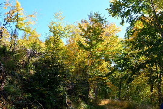 Autumn color and Typical rural landscape in the forests of Transylvania.